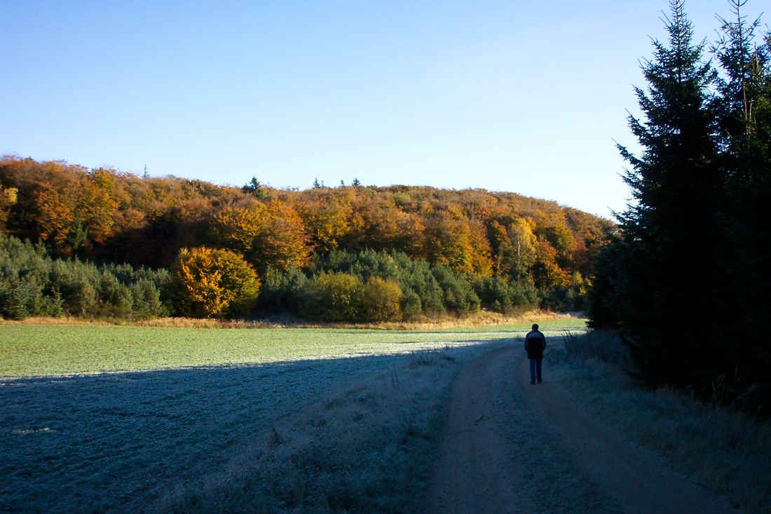 Dronninglund Storskov